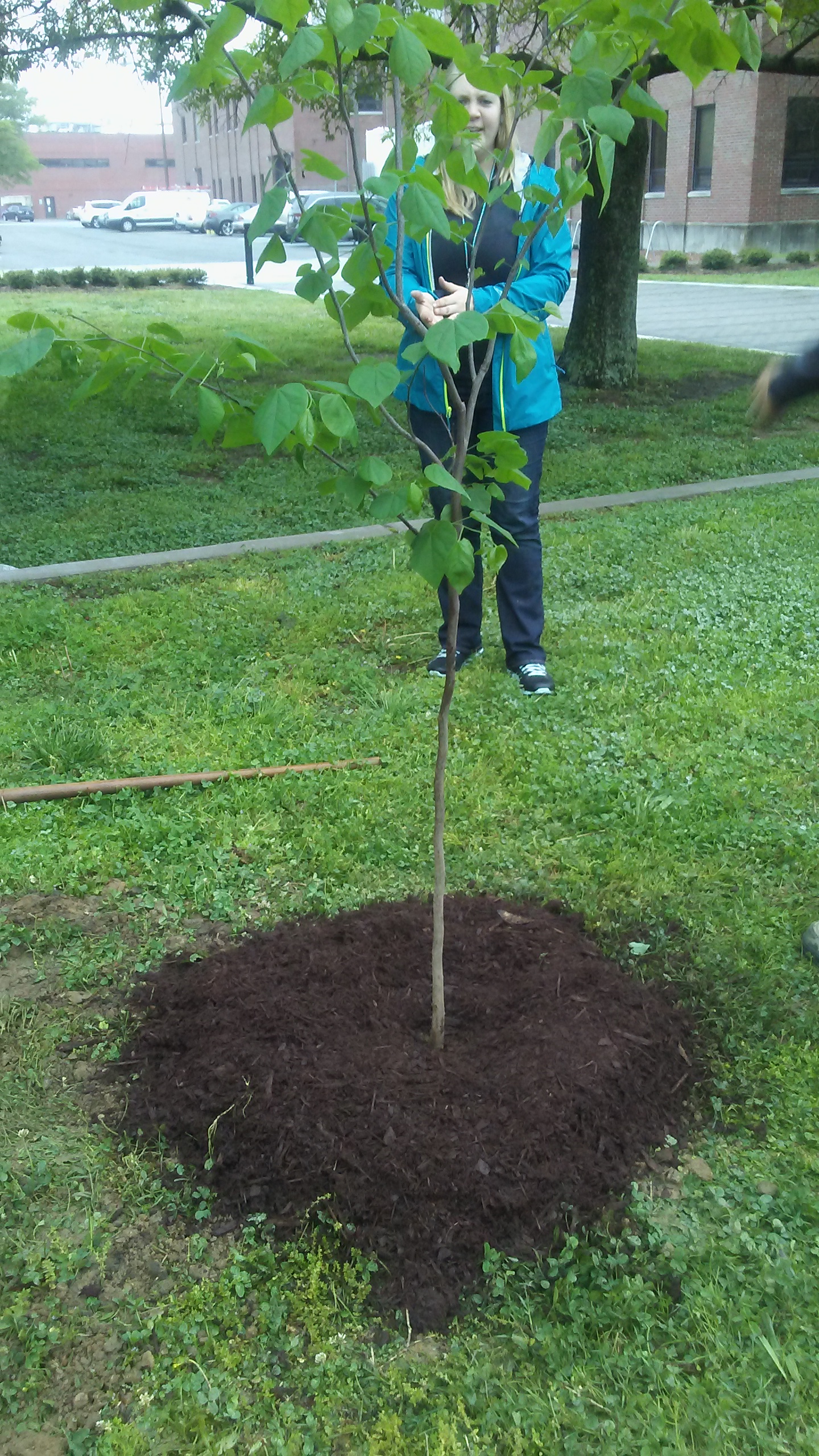 Arbor Day Tree Planting 2016 8