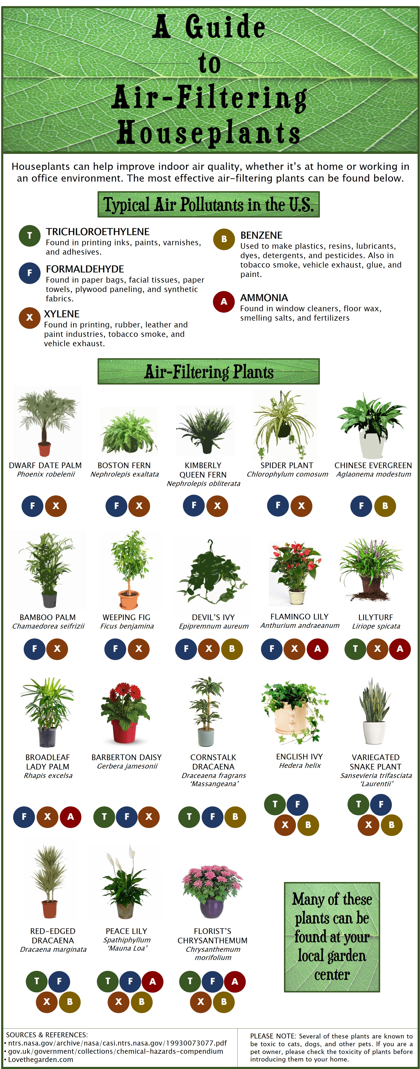 A Guide to Air-Filtering House Plants2